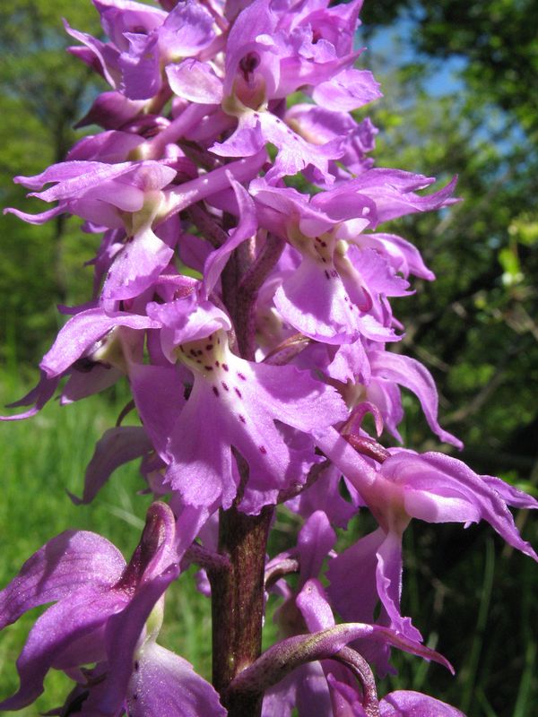 orchidej